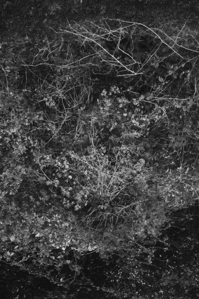 Branches and brush reconfigured, in black and white